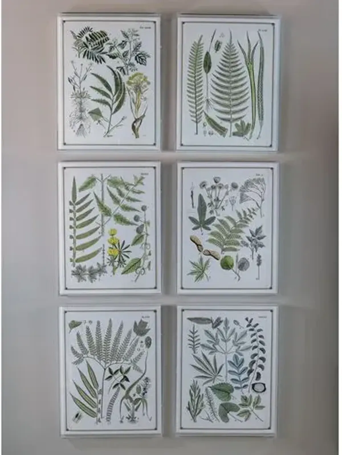 Ferns II Print - 20" x 26" - Port 68 - Green