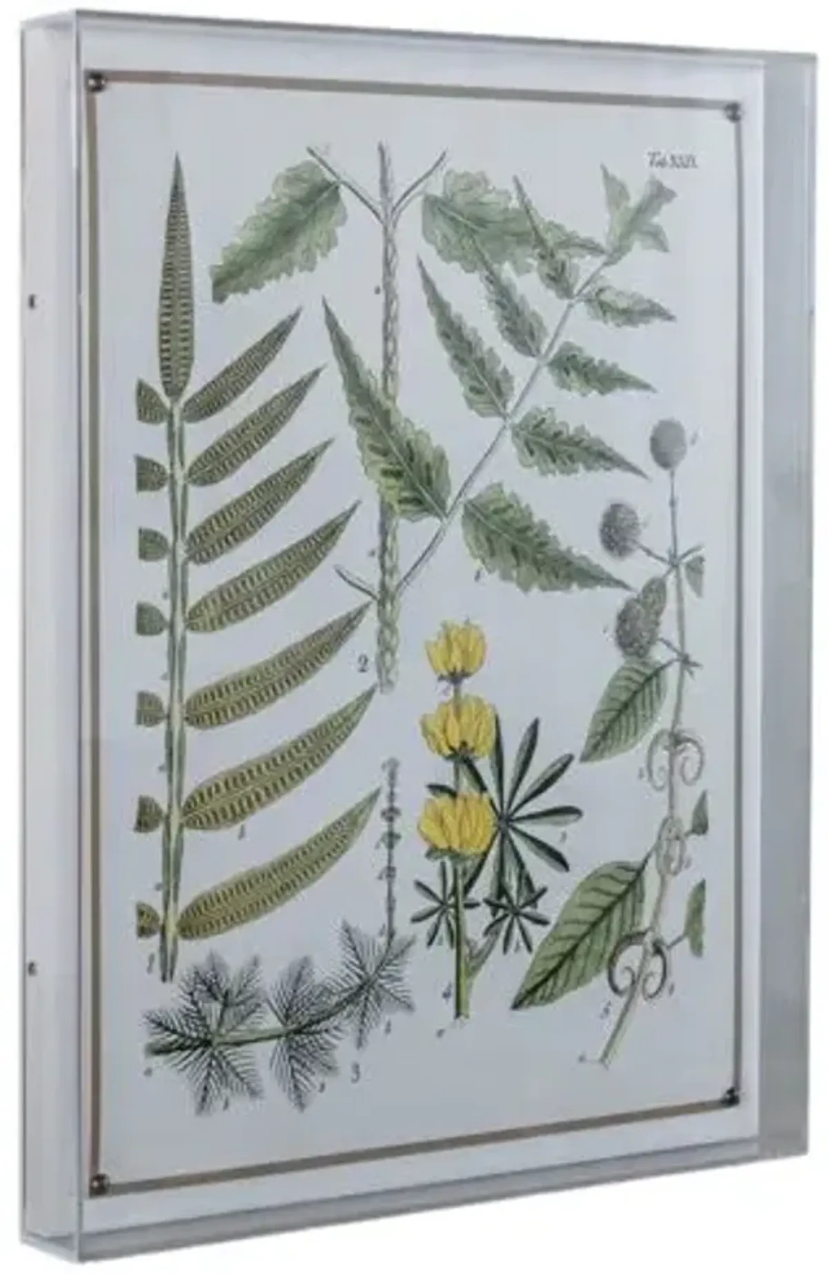 Ferns II Print - 20" x 26" - Port 68 - Green