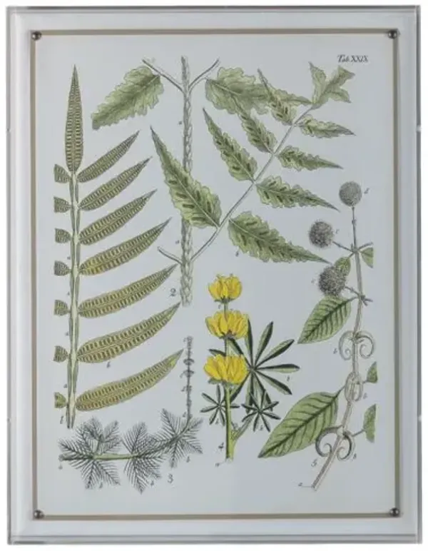 Ferns II Print - 20" x 26" - Port 68 - Green
