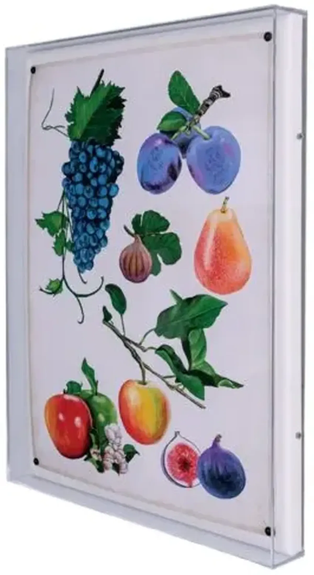 Fruit II Print - 20" x 26" - Port 68 - Multi