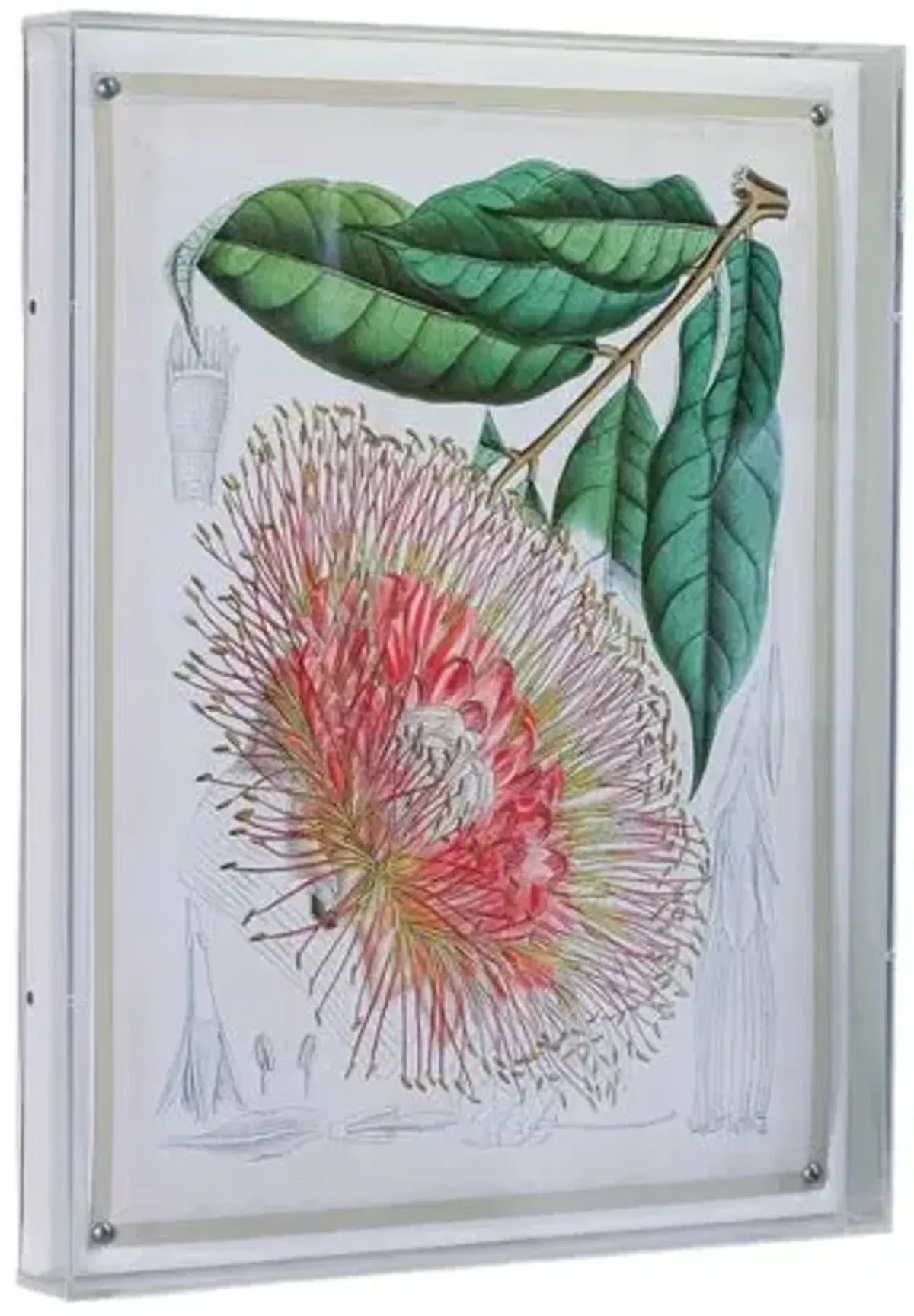 Tropicals IV Print - 20" x 26" - Port 68 - Pink