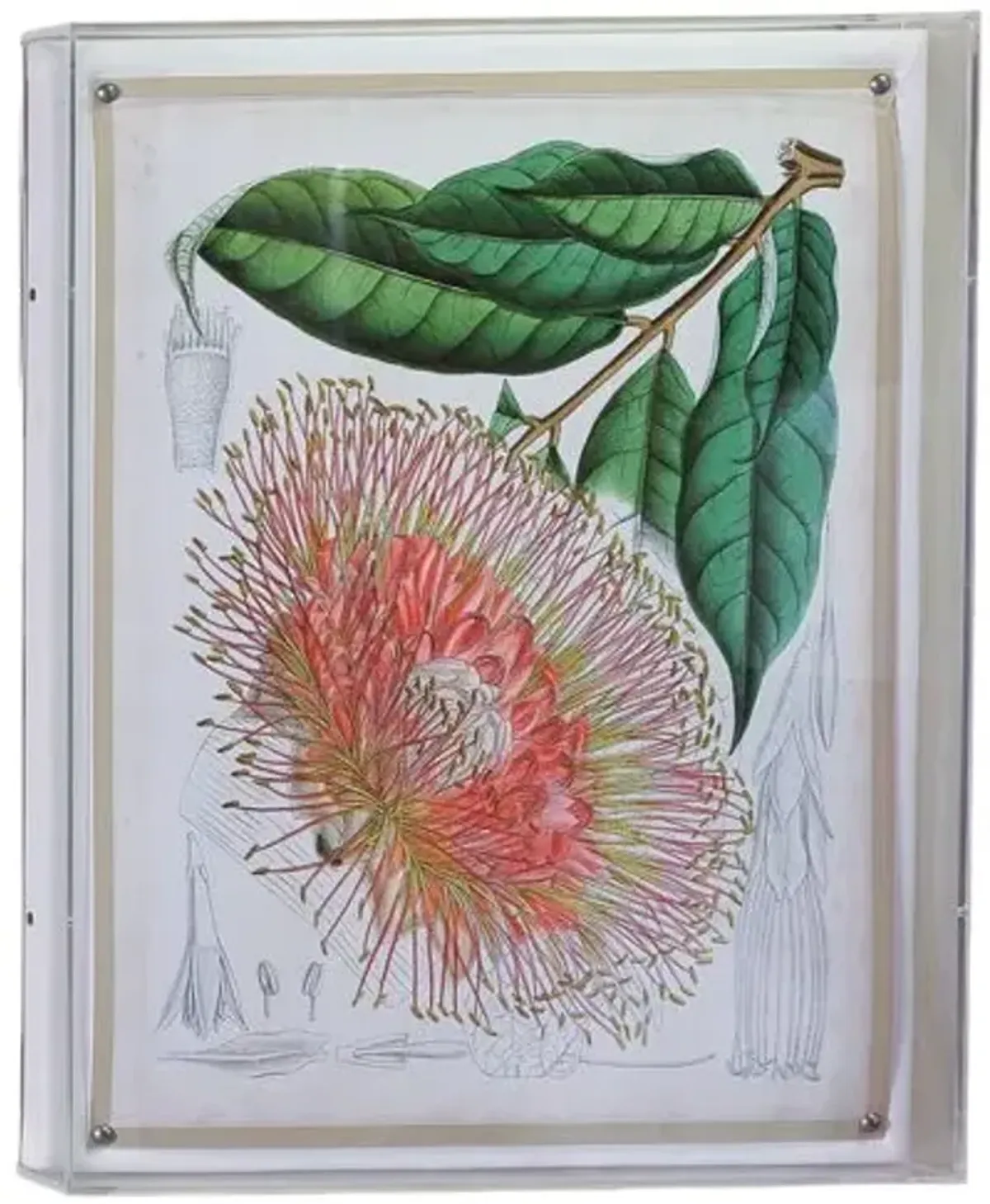 Tropicals IV Print - 20" x 26" - Port 68 - Pink