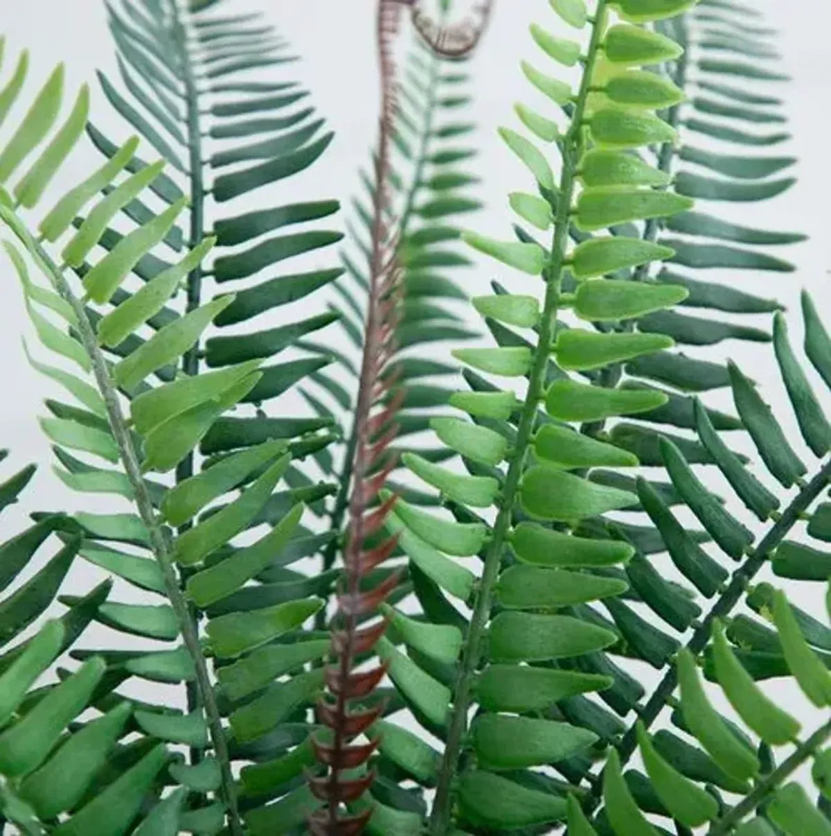 16" Faux Boston Fern Plant in Decorative Cement Planter - Green - 16Hx14Wx14D in