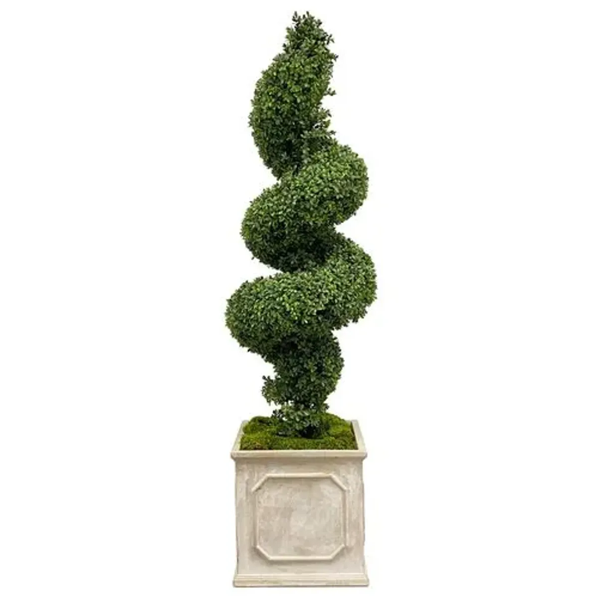 Faux Spiral Boxwood In Square Planter - Green - 78"