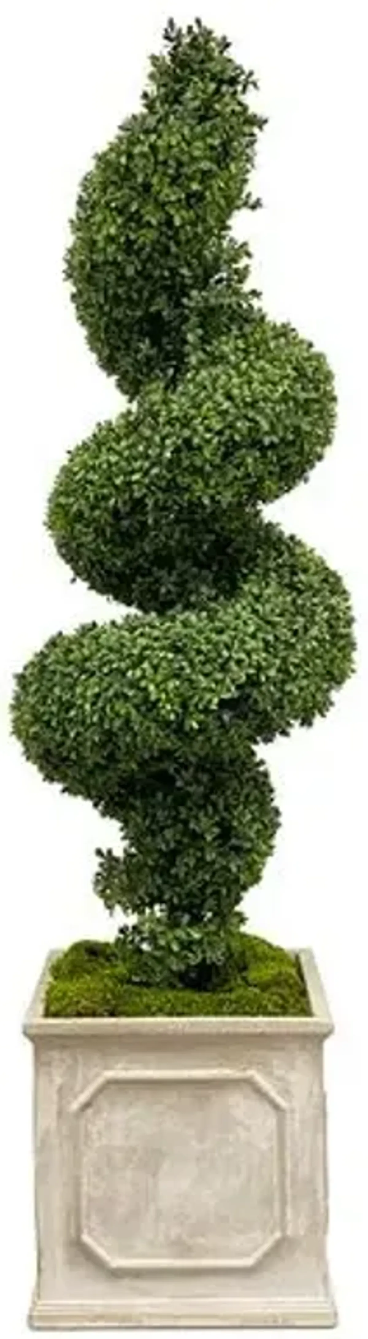 Faux Spiral Boxwood In Square Planter - Green - 65"
