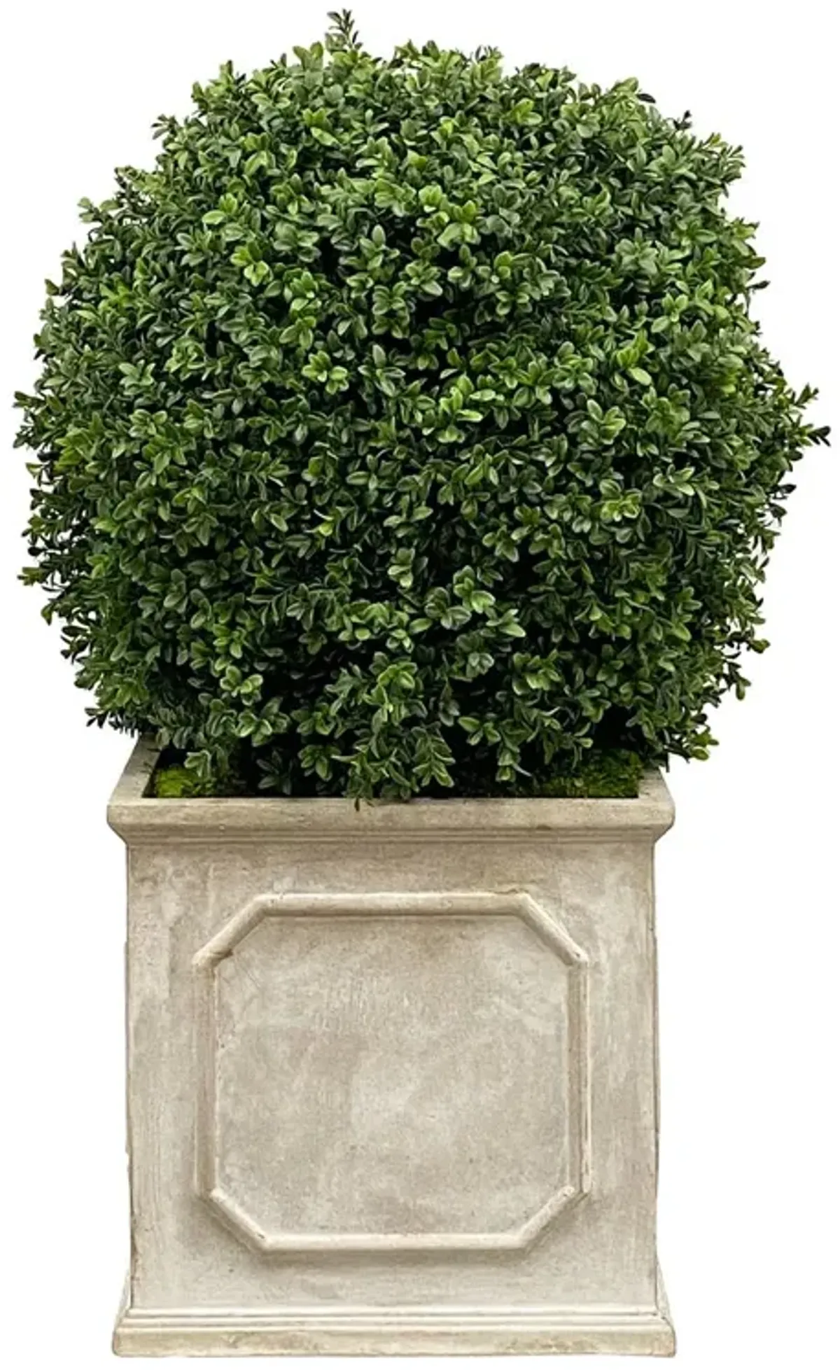 Faux Boxwood In Square Planter, Green/Taupe