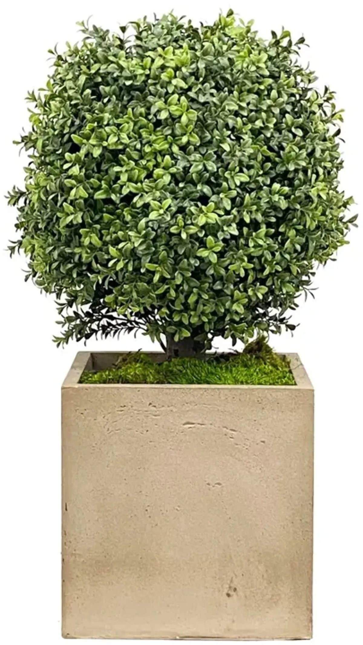 Faux Boxwood In Planter, Green/Natural