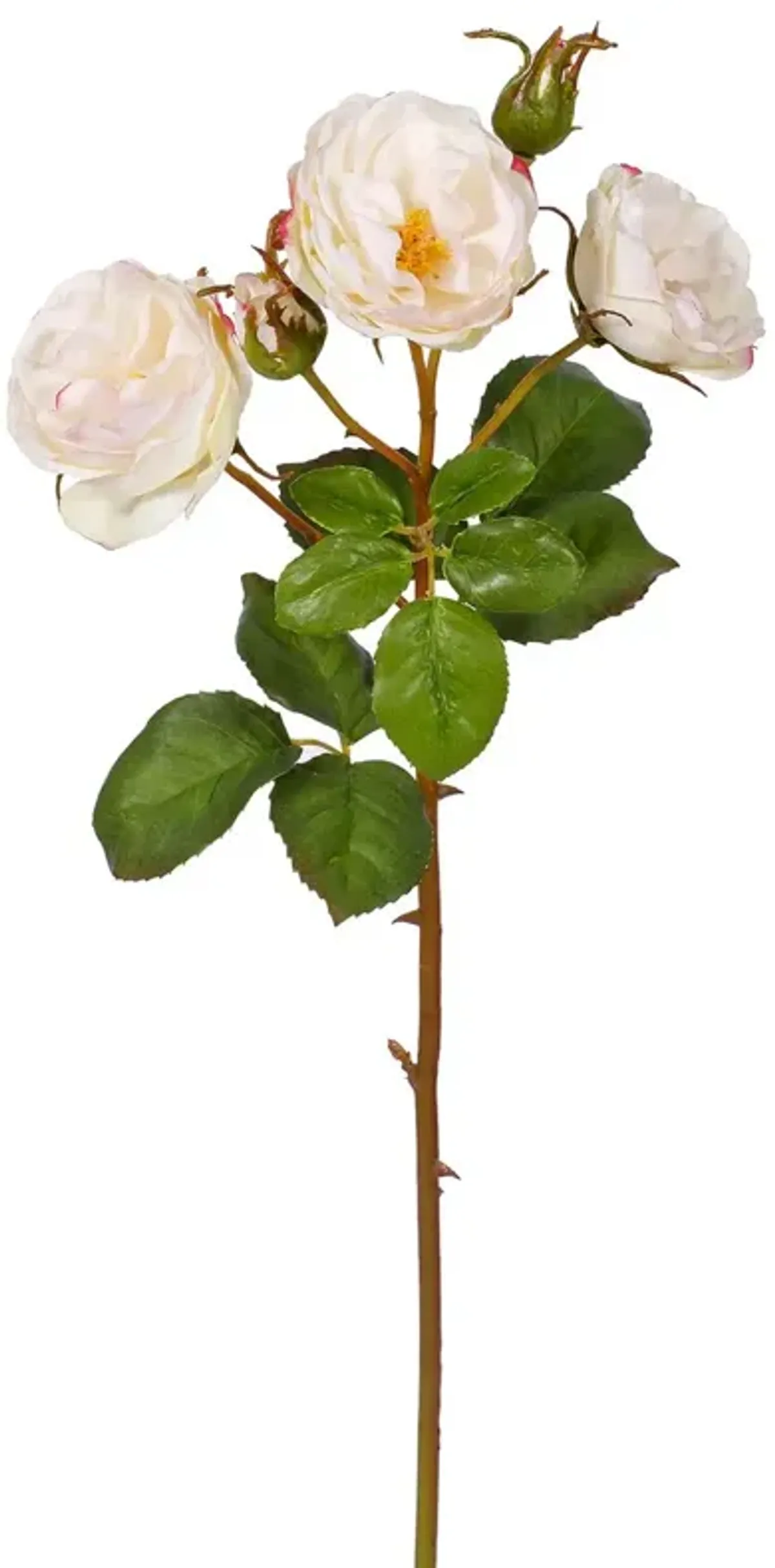 21" Rose English Huntington Stem, Set of 12