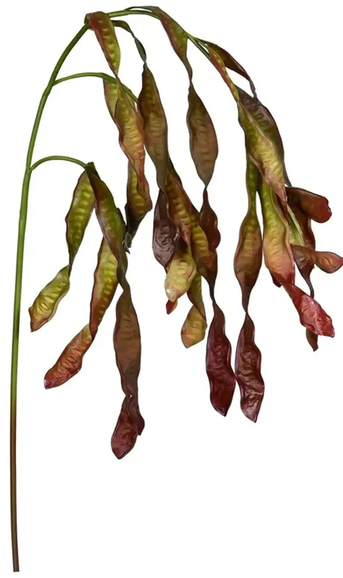 35" Up Leucaena Glauca, Set of 12