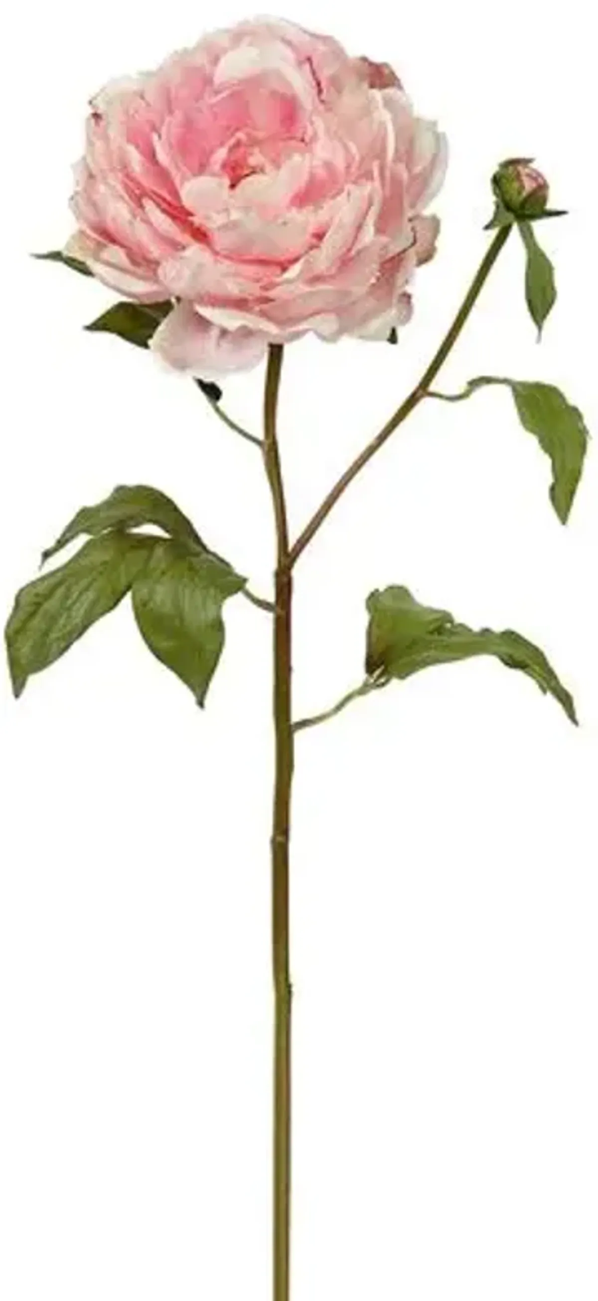 19.5" Open Peony Stem - Set of 12 - Pink