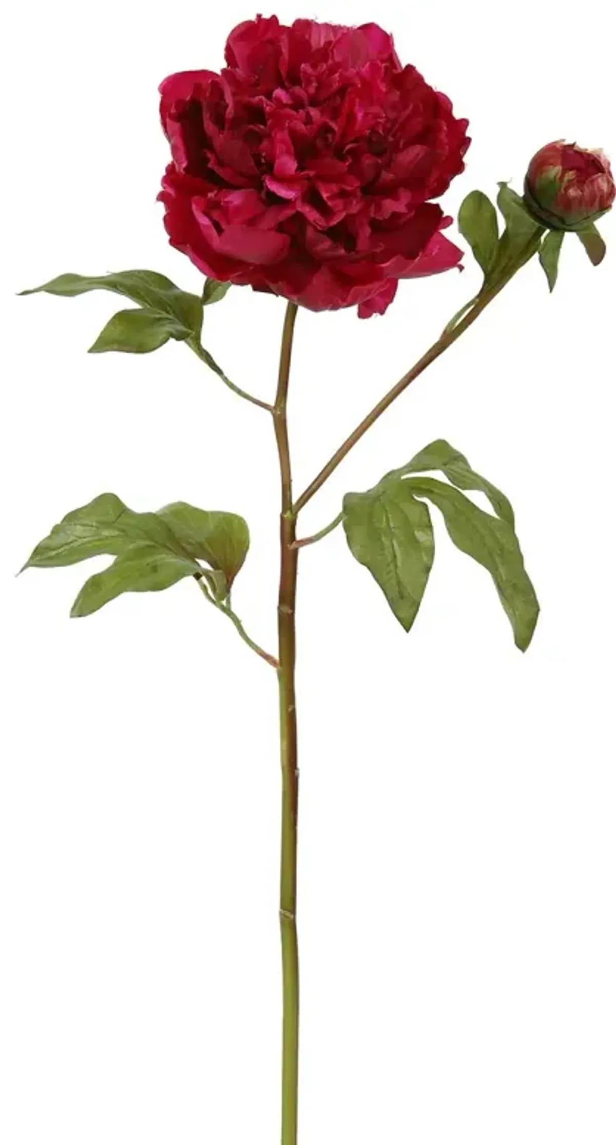 19.5" Open Peony with Bud Stem, Set of 12