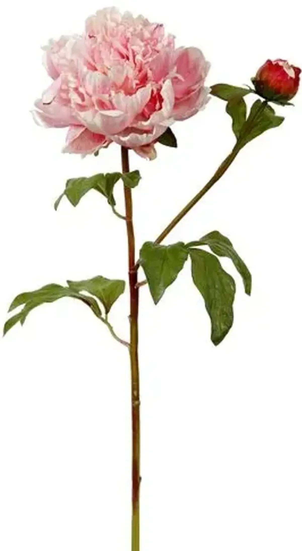 19.5" Open Peony with Bud Stem - Set of 12 - Pink