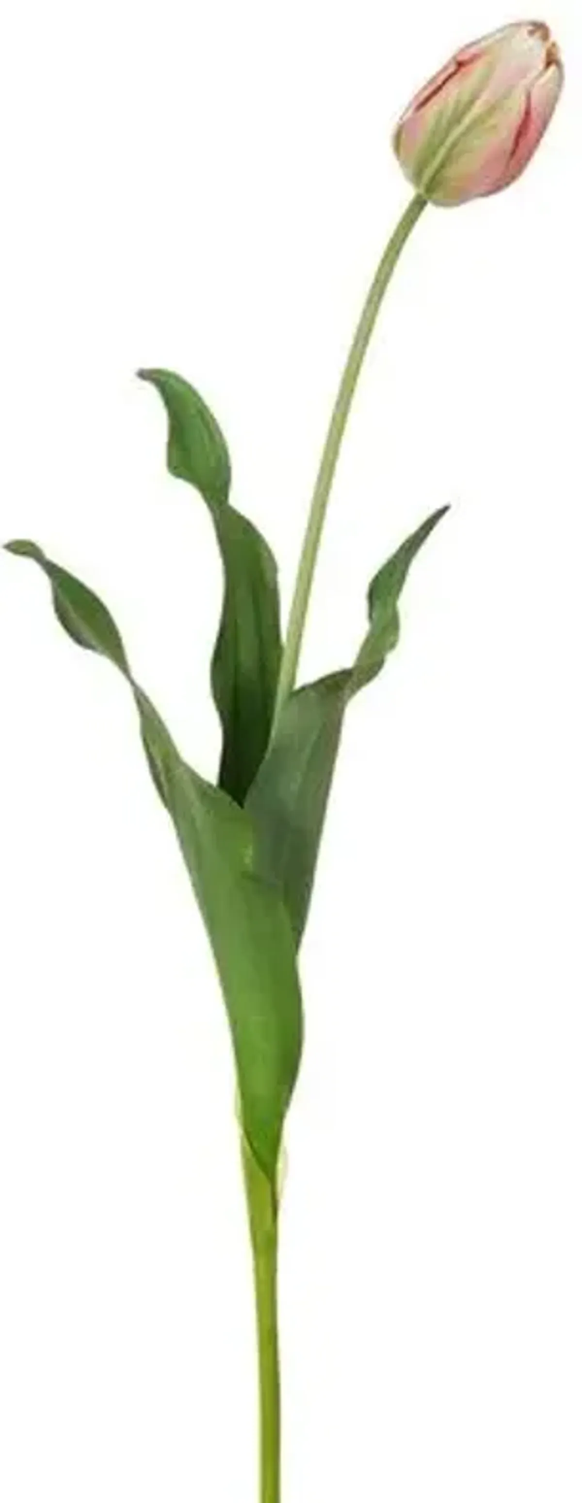 24.5" Closed Dutch Tulip Stem - Set of 12 - Pink