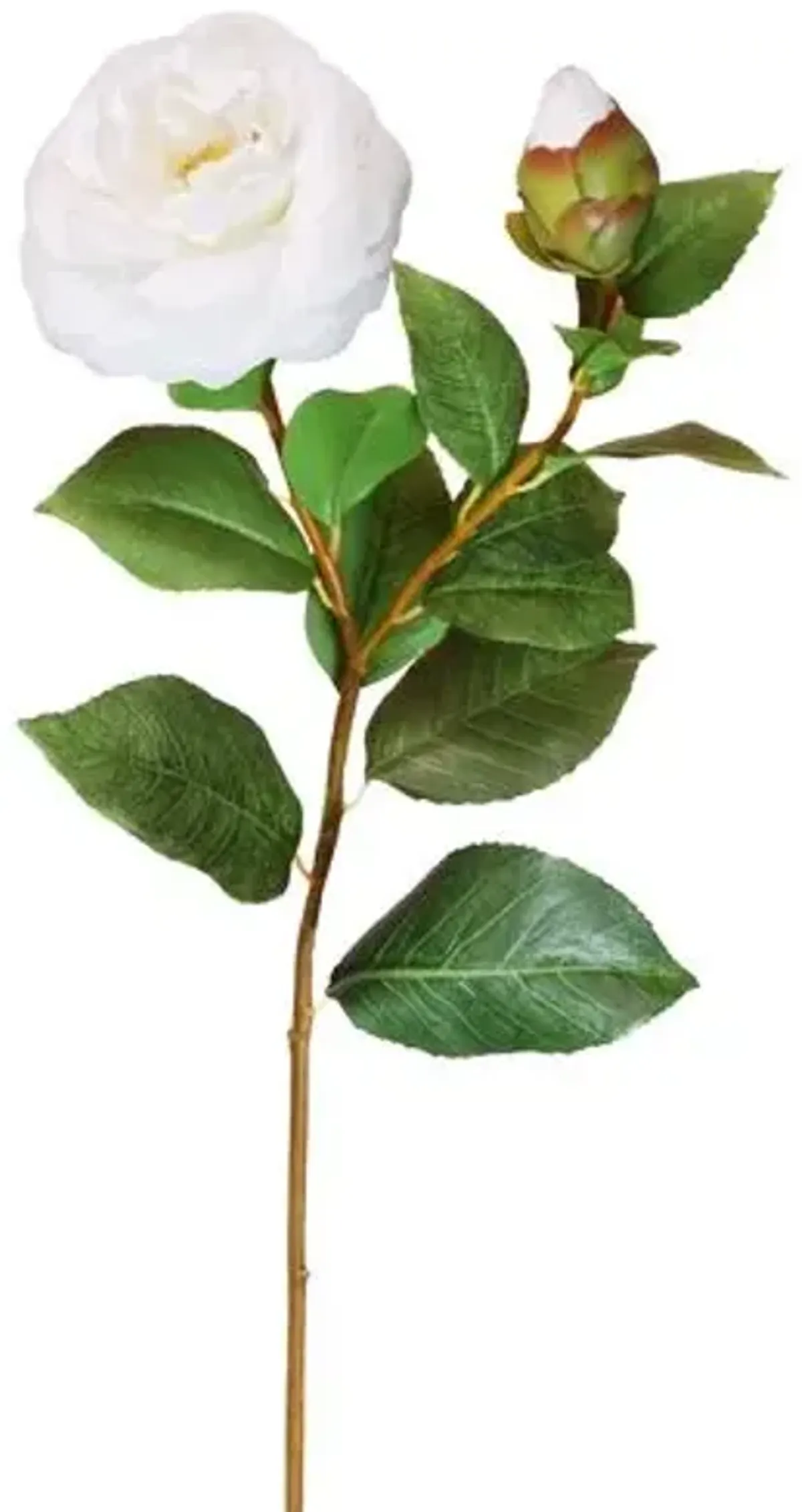 25" Camellia Stem - Set of 12 - White