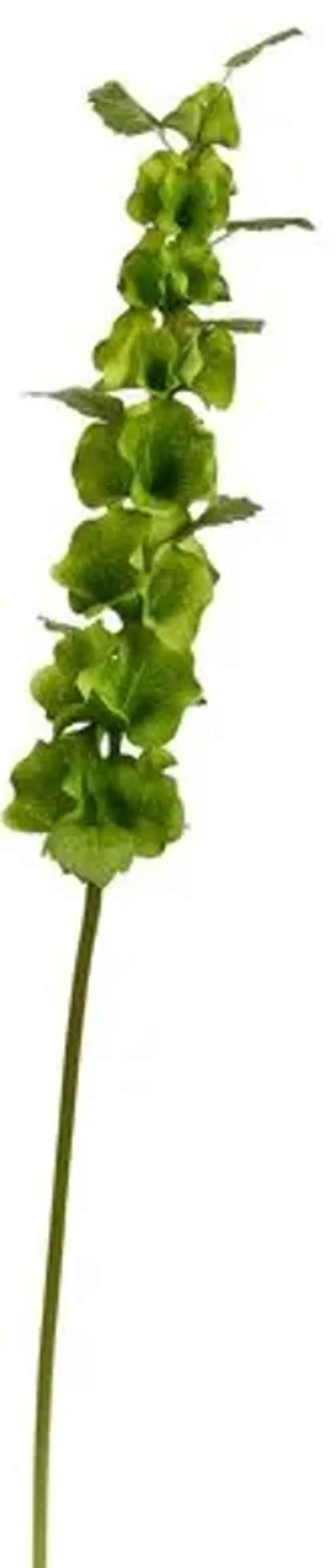 29" Bells of Ireland Stem - Set of 12 - Green