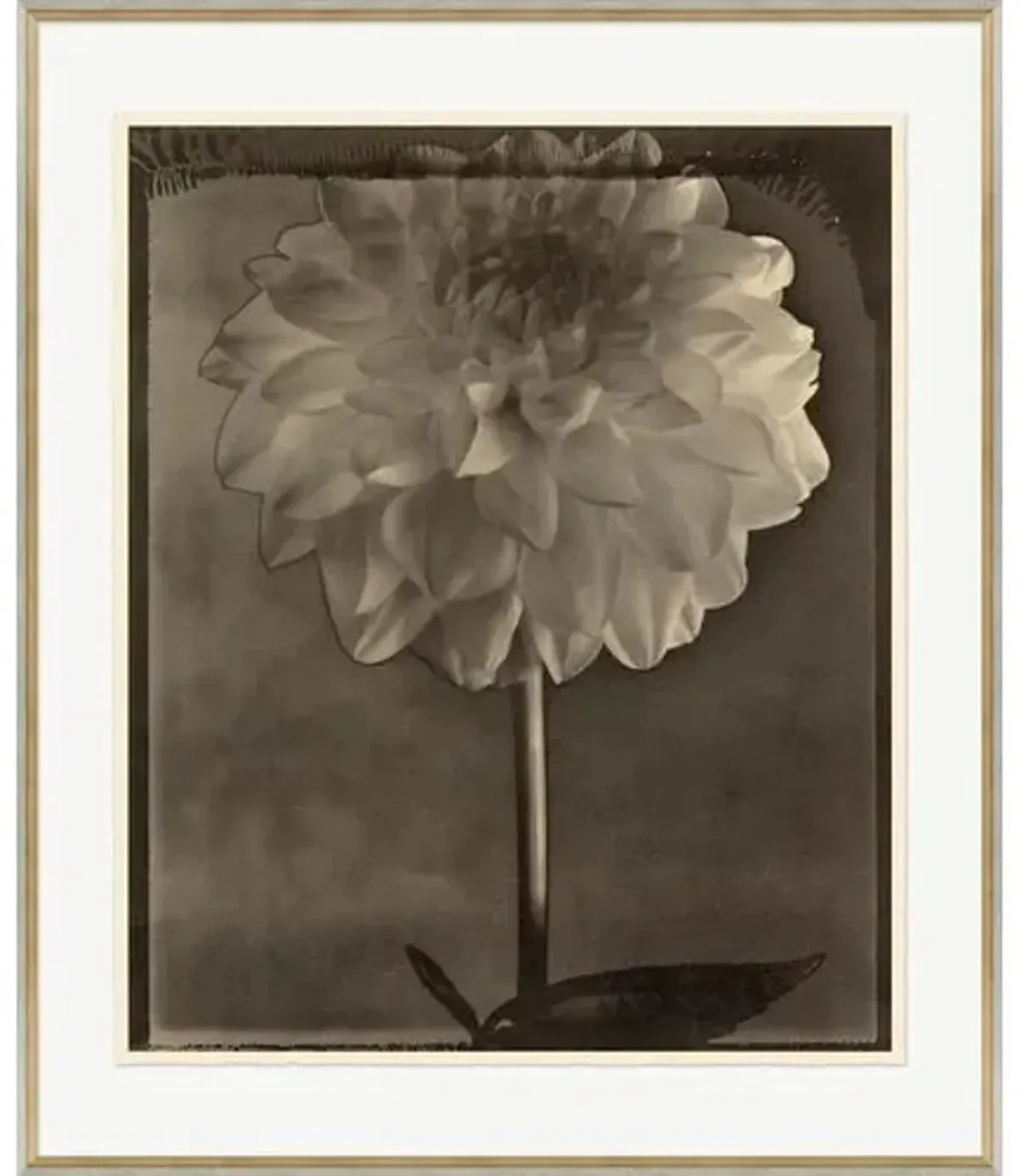 Bespoke by Baker - Sepia Flowers 6 Drawing - 31" x 37" - Soicher Marin - Brown