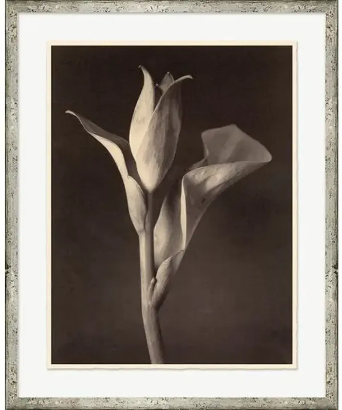 Bespoke by Baker - Sepia Flowers 2 Photograph - 17.25" x 21.25" - Soicher Marin - Brown