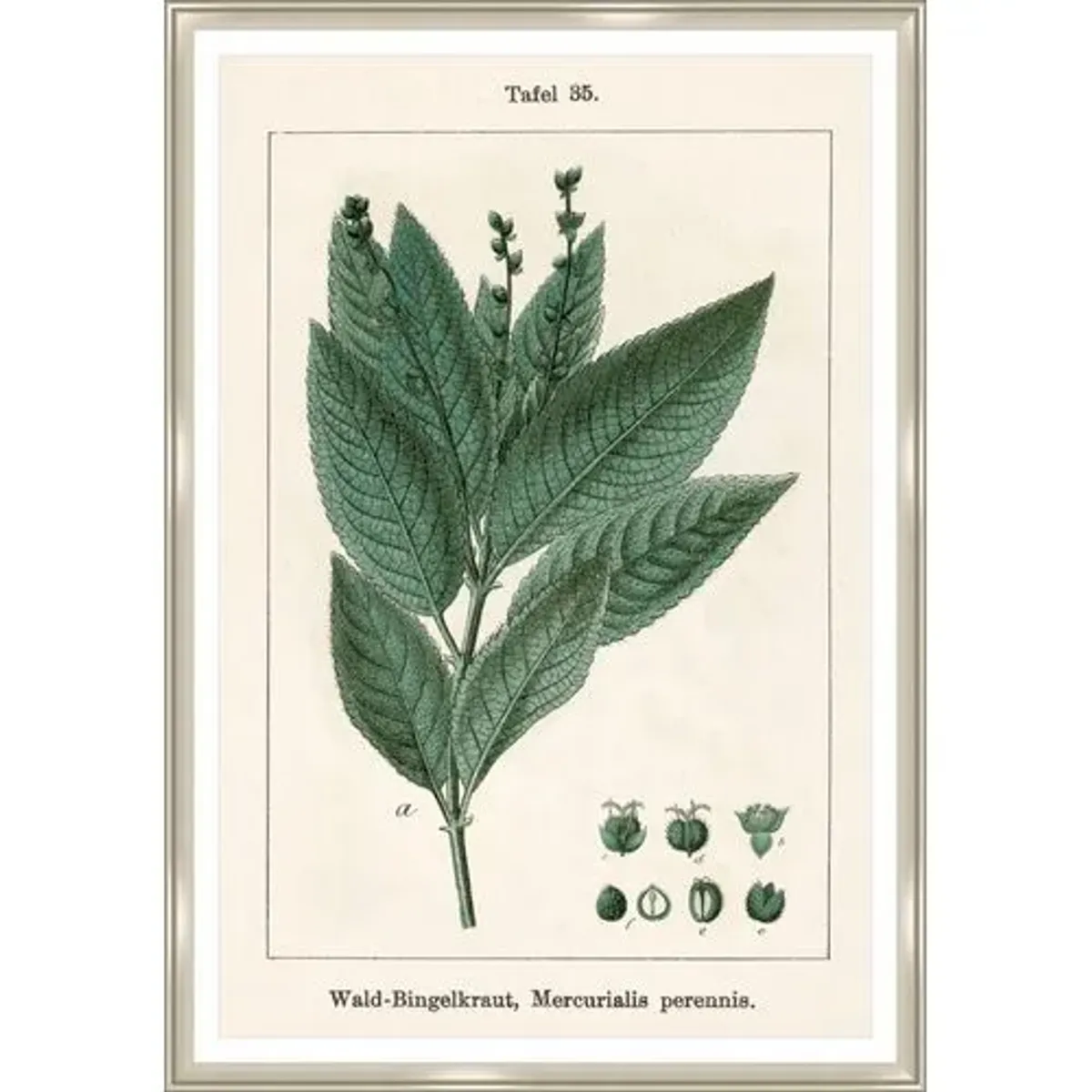 Acer Pseudoplatanus Print by Sofia Fox - Green