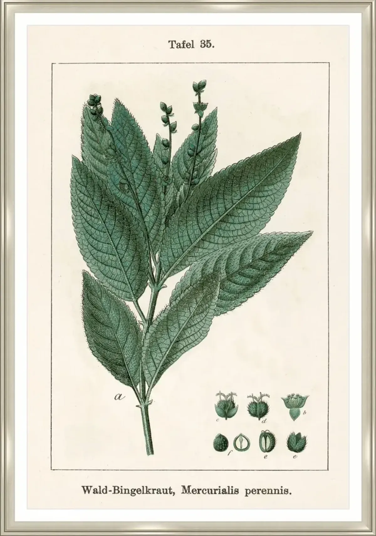 Acer Pseudoplatanus Print by Sofia Fox - Green