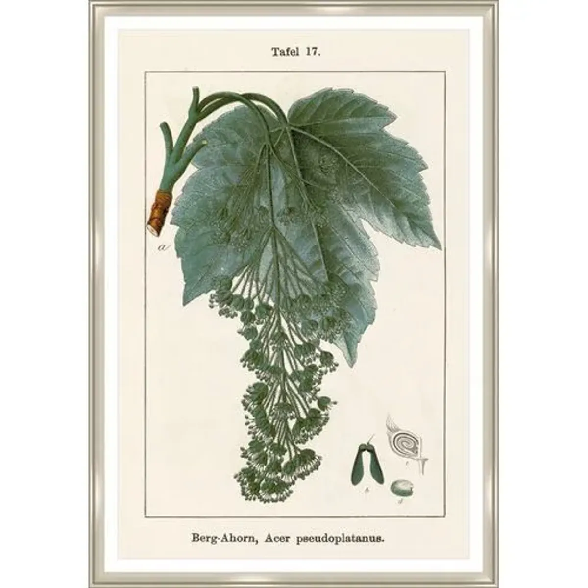 Mercurialis Perennis Print by Sofia Fox - Green
