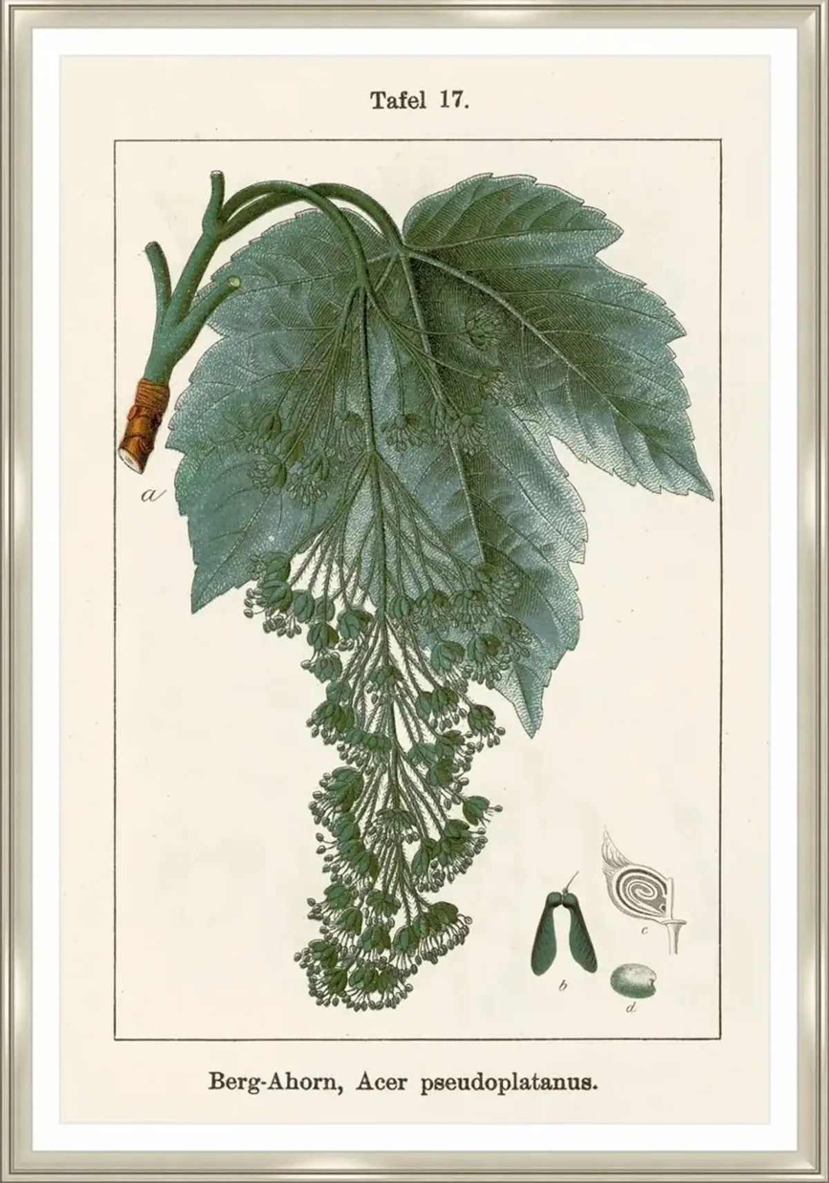 Mercurialis Perennis Print by Sofia Fox - Green