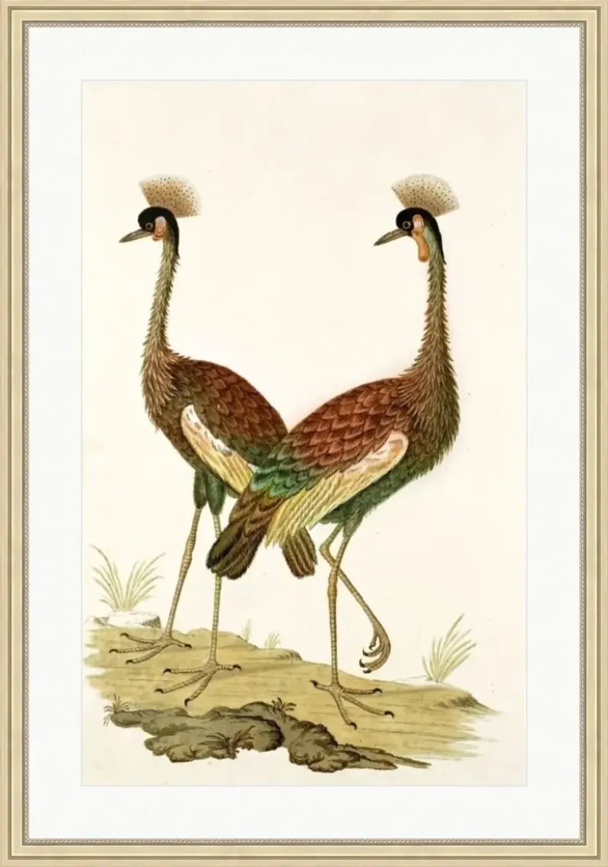 Balearica Regulorum (Grey Crowned Crane) by Alex Zane - Green