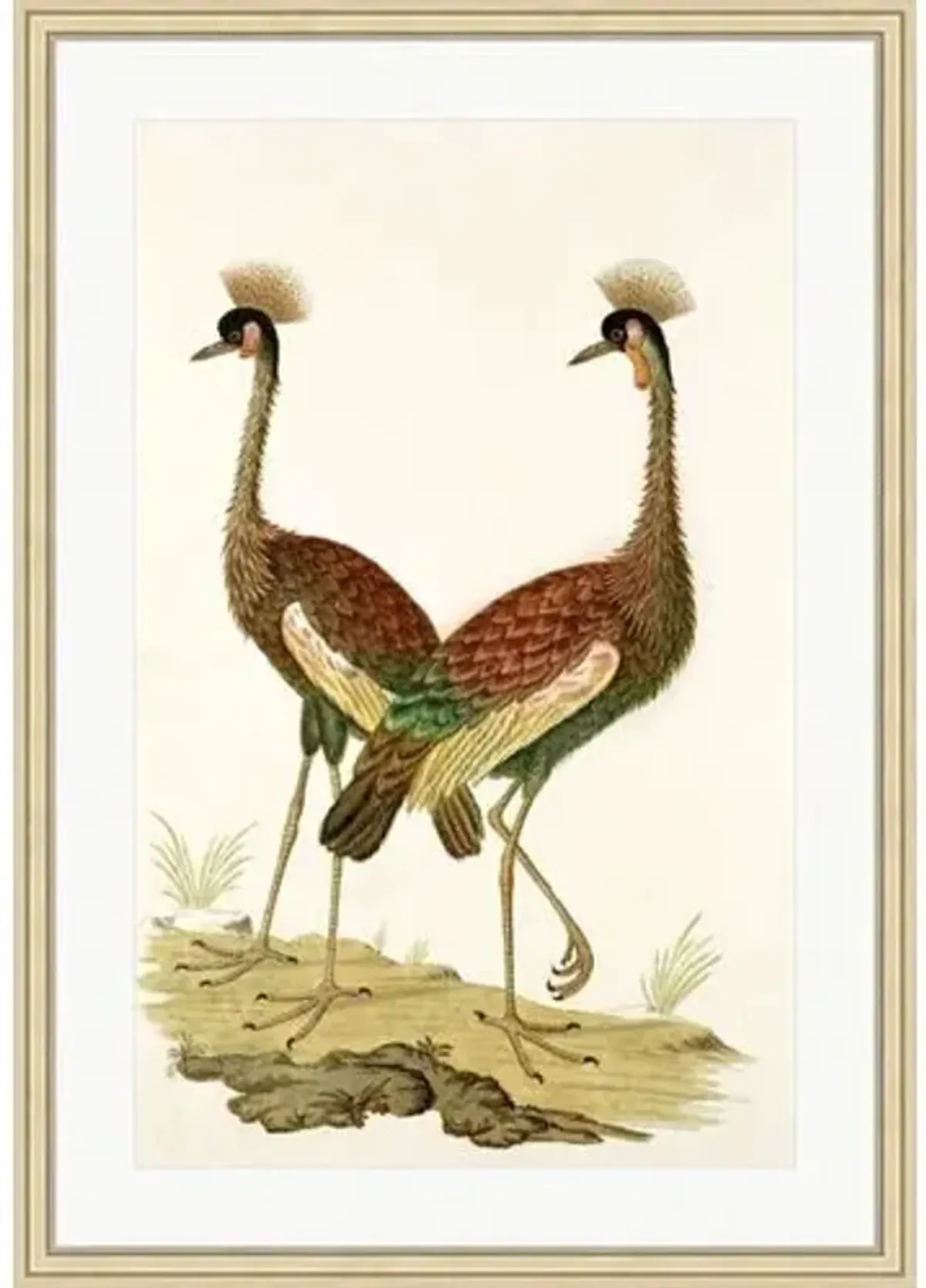 Balearica Regulorum (Grey Crowned Crane) by Alex Zane - Green