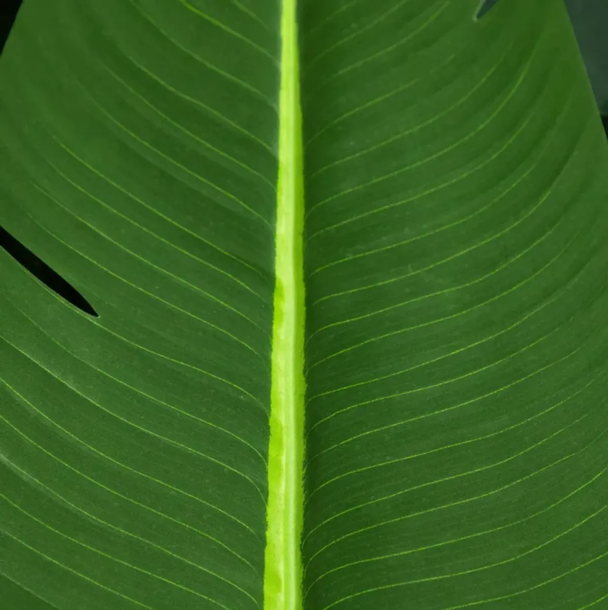 Travelers Palm Tree - Green