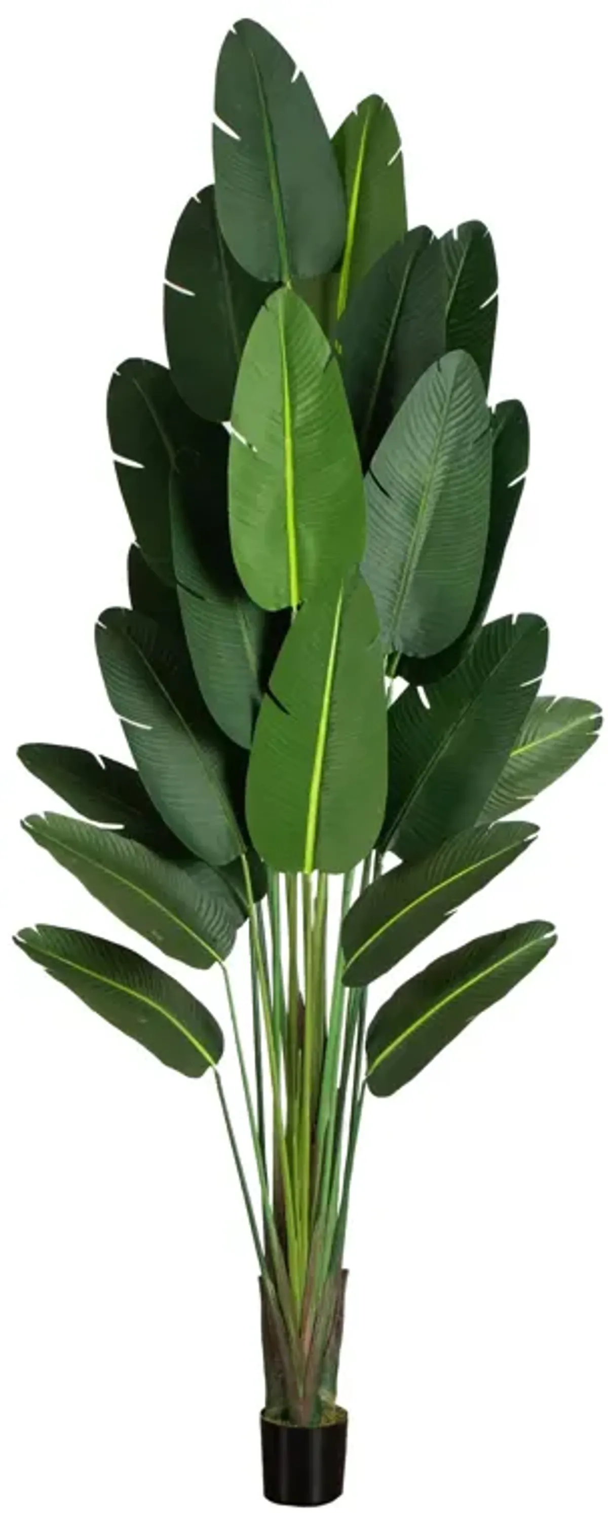 Travelers Palm Tree - Green