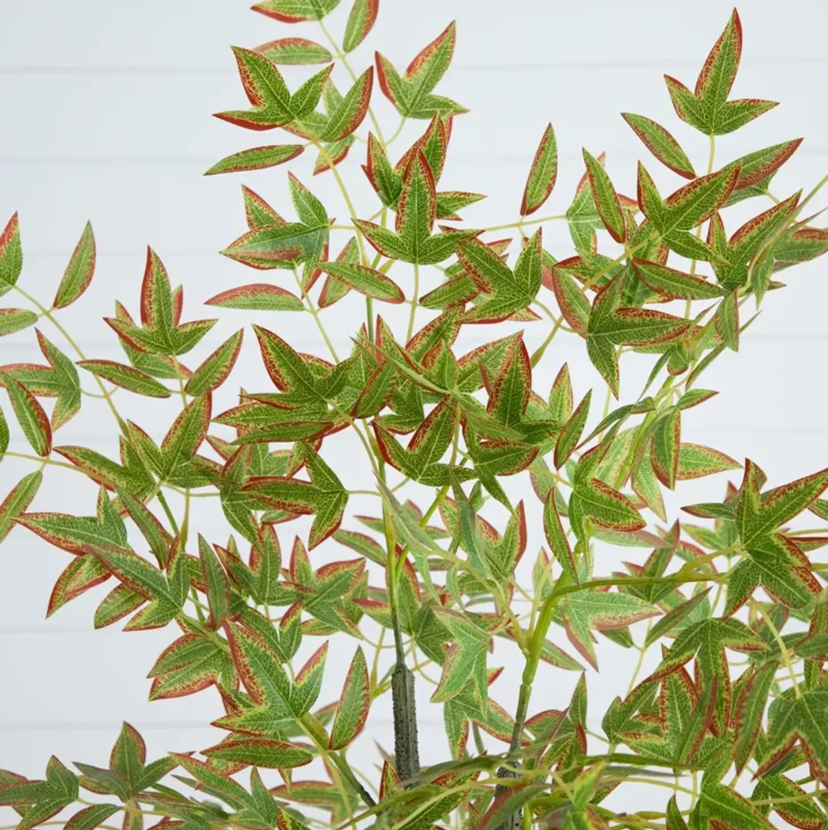 Autumn Nandina Fall Tree - Green