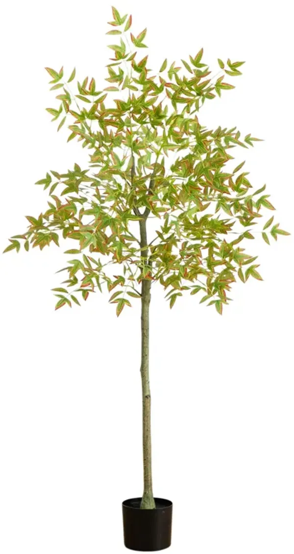 Autumn Nandina Fall Tree - Green