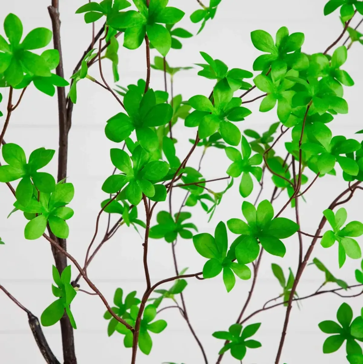 6-ft Minimalist Enkianthus Tree