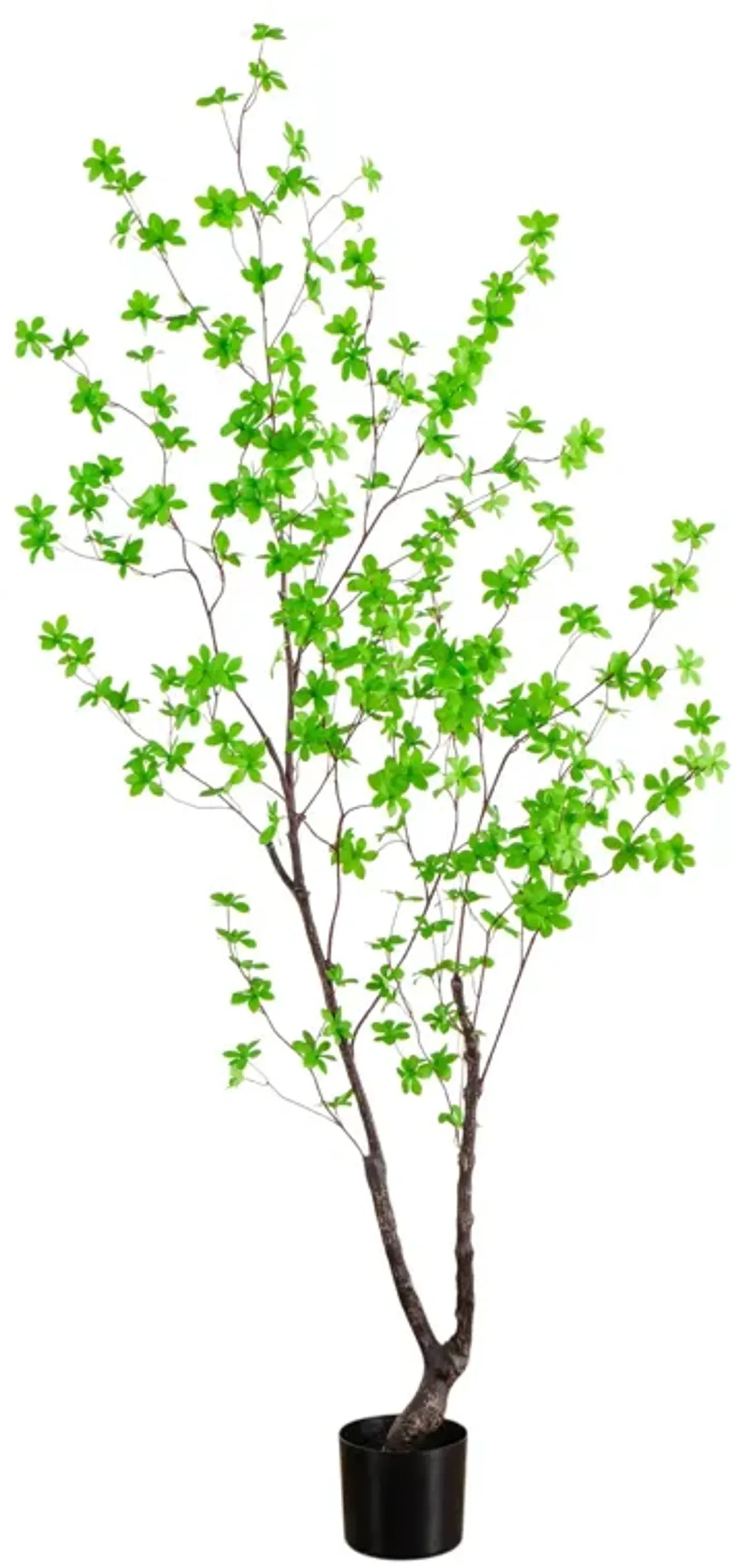 6-ft Minimalist Enkianthus Tree