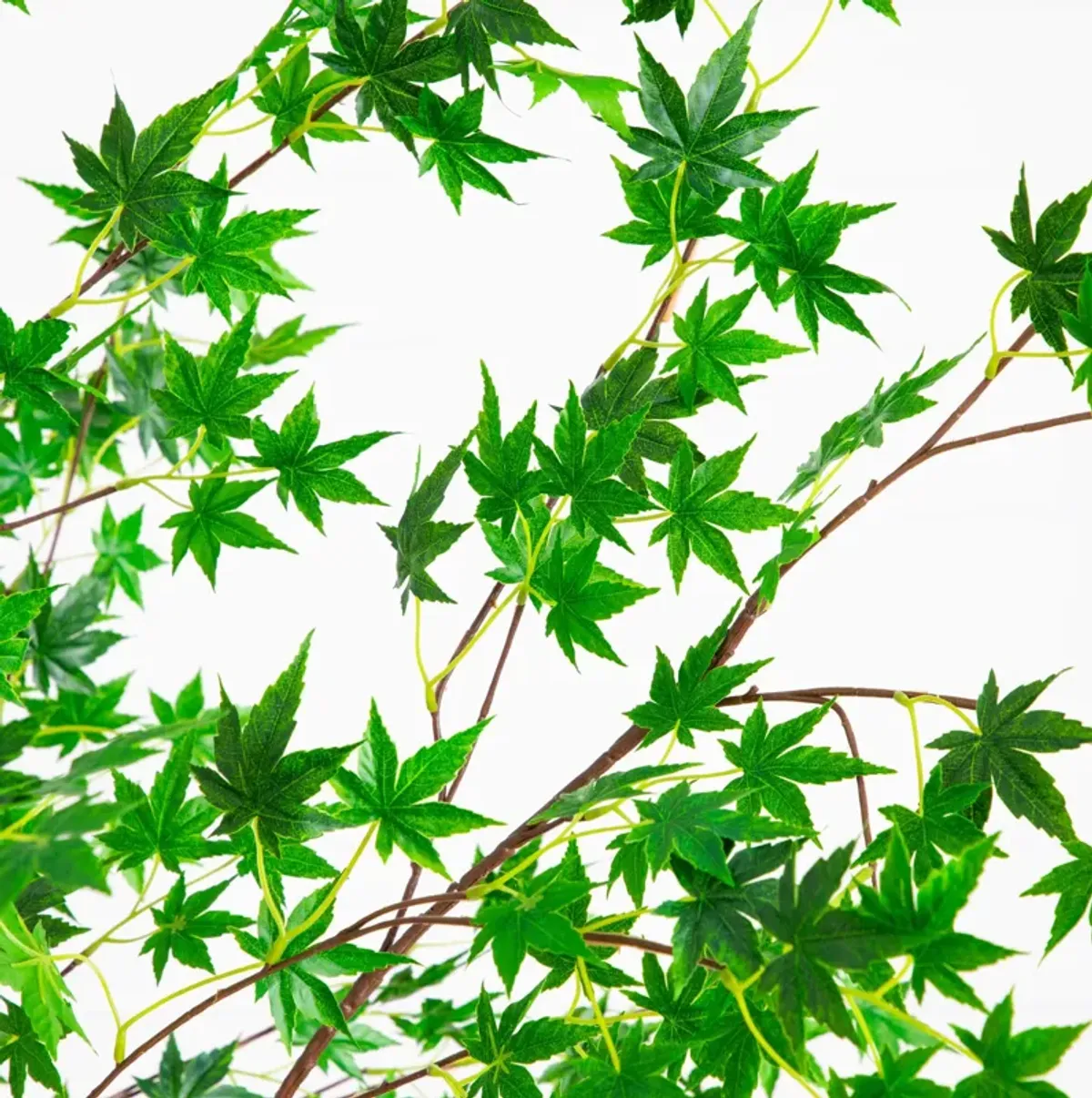7-ft Maple Tree