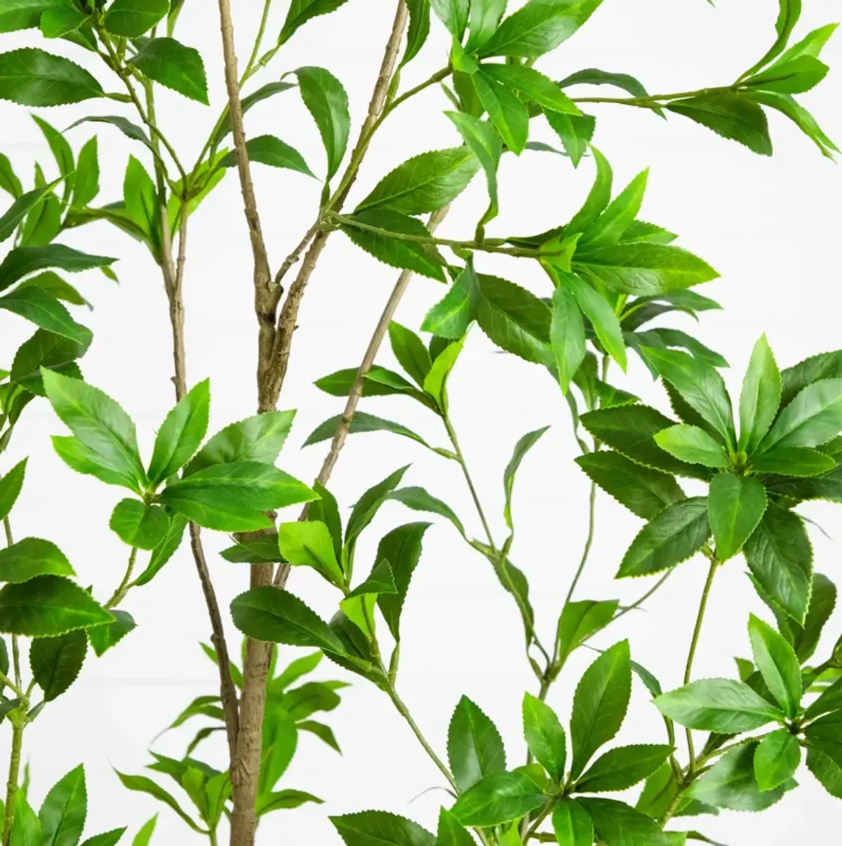 Minimalist Japanese Pieris Tree - Green