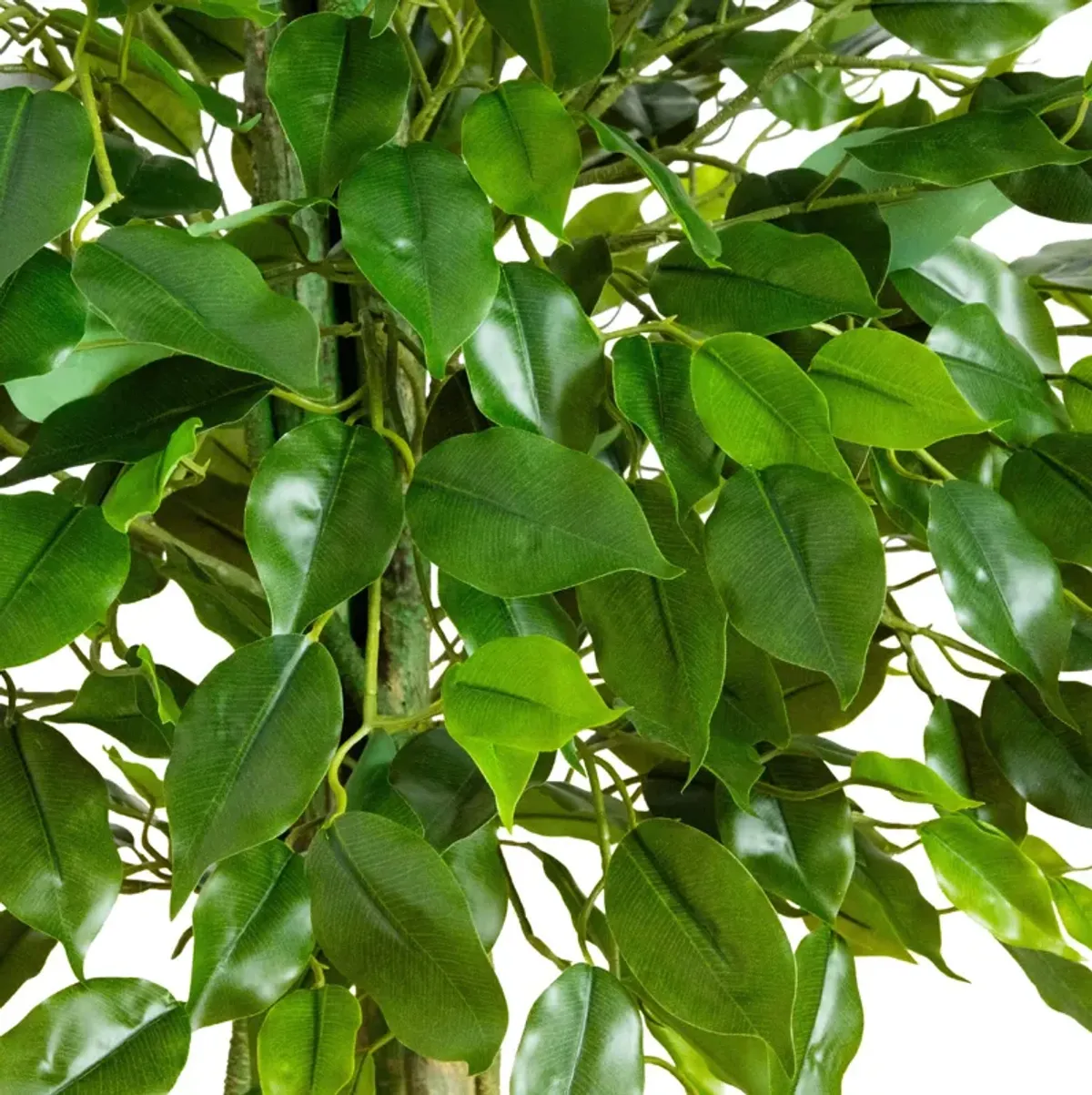UV Resistant Ficus Tree (Indoor/Outdoor)