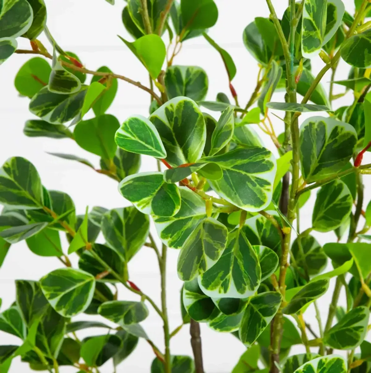 5-ft Heart Shaped Ficus Leaf Tree - Green