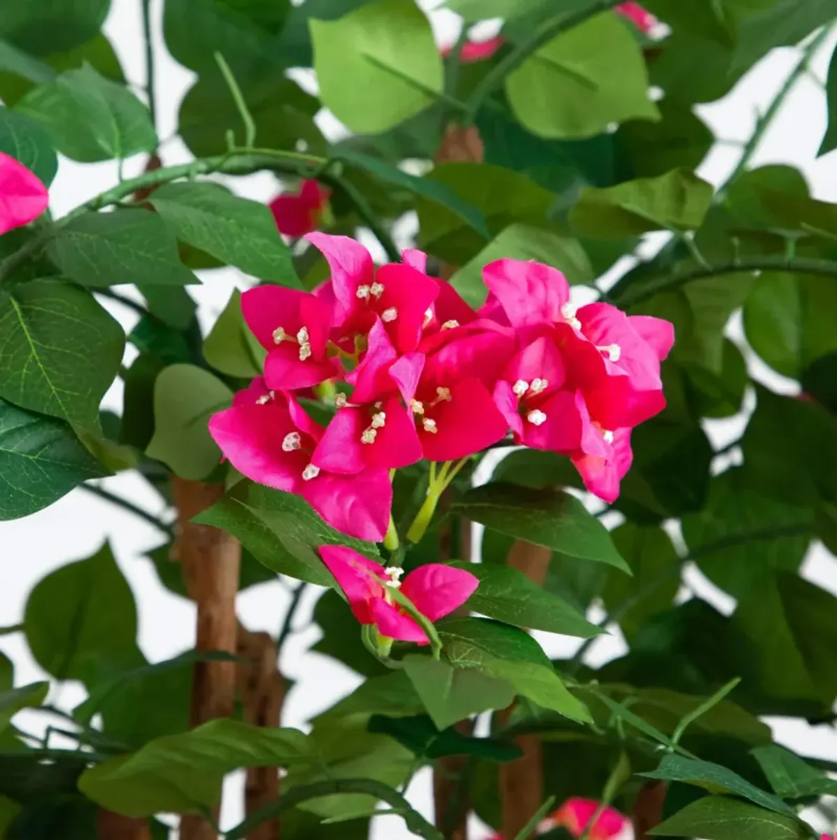 5-ft Deluxe Bougainvillea Tree