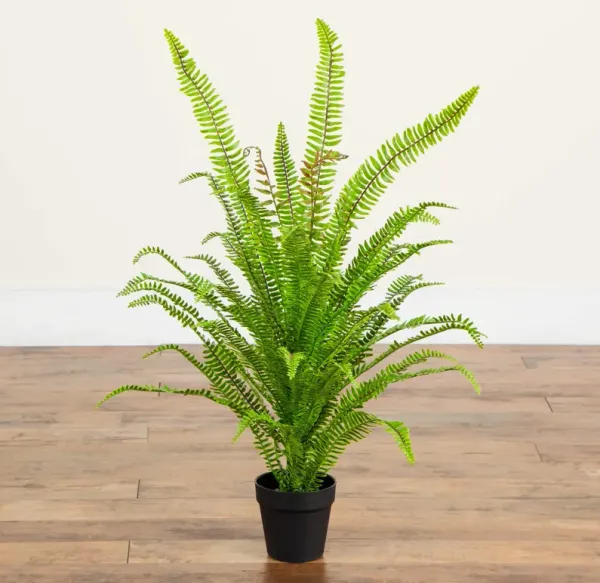 3-ft UV Resistant Boston Fern Potted Plant (Indoor/Outdoor)
