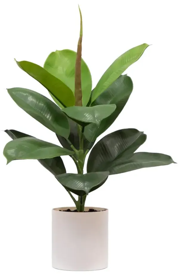 20-in Fiddle Leaf Fig Plant - Green