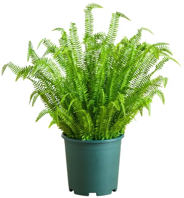 UV Resistant Real Touch Boston Fern Plant (Indoor/Outdoor) - Green