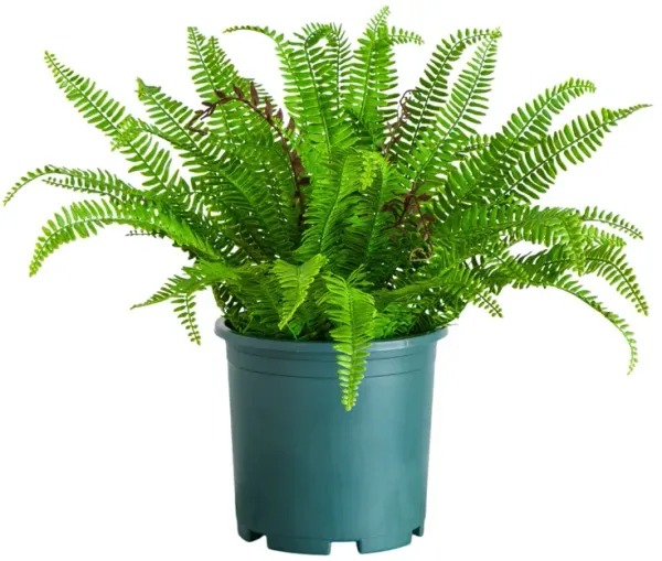 UV Resistant Real Touch Boston Fern Plant (Indoor/Outdoor) - Green