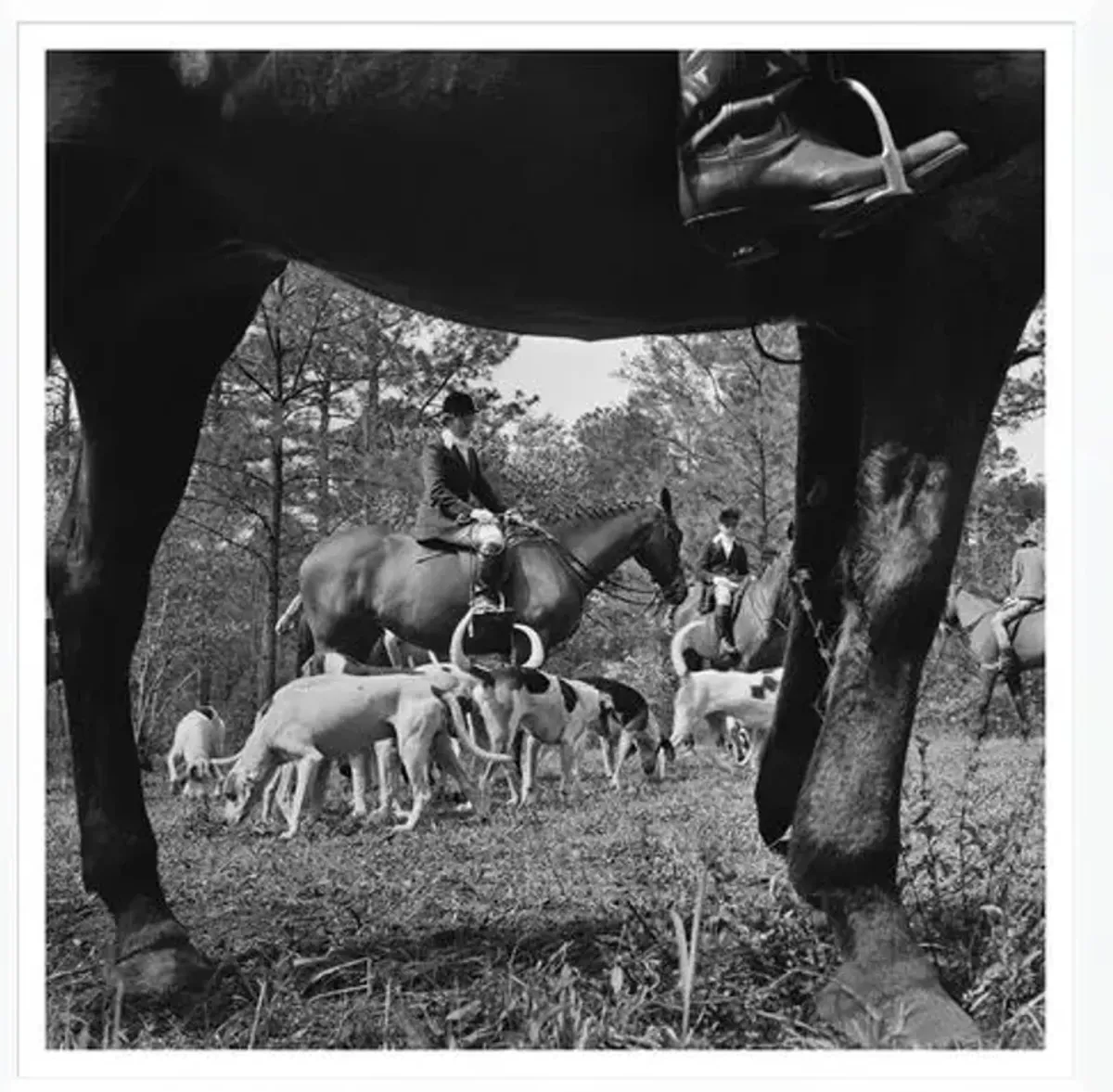 Getty Images - "Fox Hunt" - Slim Aarons - January 1 - 1955 Photograph - Gray