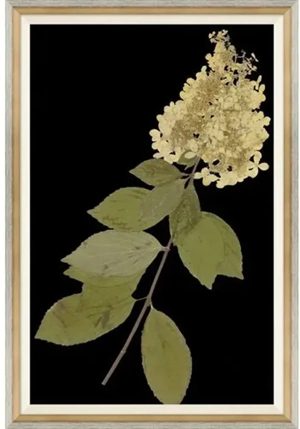 Solarized Herbarium with Dark Background Painting - Soicher Marin - Black