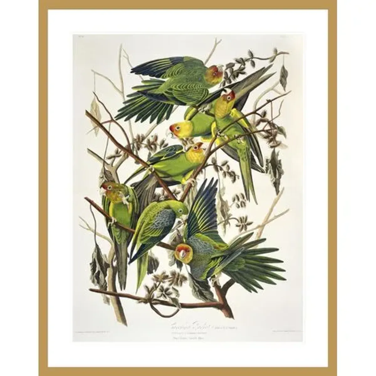 Carolina Parakeet from 'Birds of America' by John James Audubon Framed Print - 1000Museums - Gold