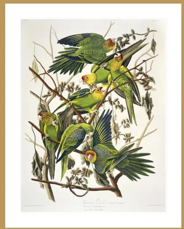 Carolina Parakeet from 'Birds of America' by John James Audubon Framed Print