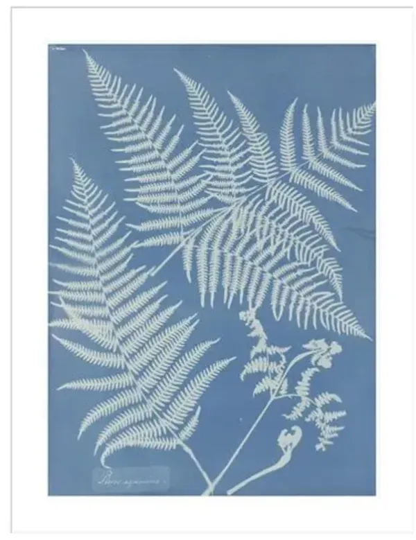 Pteris aquilina by Anna Atkins Framed Print - 1000Museums - White