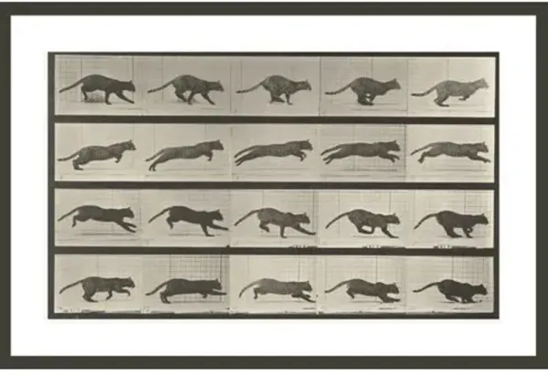 Cat galloping by Eadweard Muybridge Framed Print - 1000Museums - Black