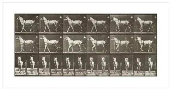 Walking Sulky by Eadweard Muybridge Print - 1000Museums - White