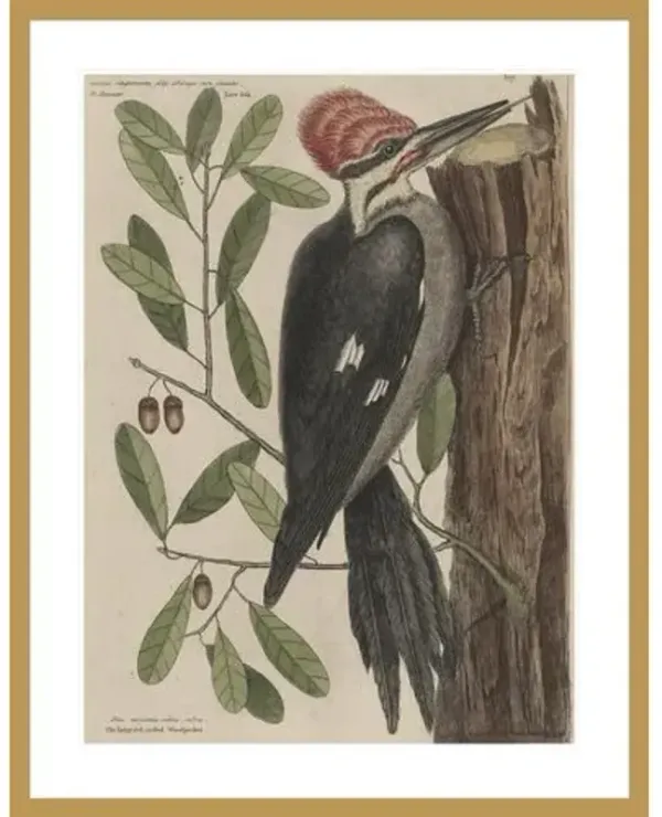 Red-Crested Woodpecker by Mark Catesby Framed Print - 1000Museums - Gold